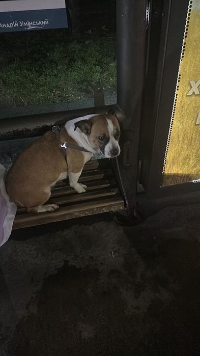 Знайдено собаку, шукаєм господарів