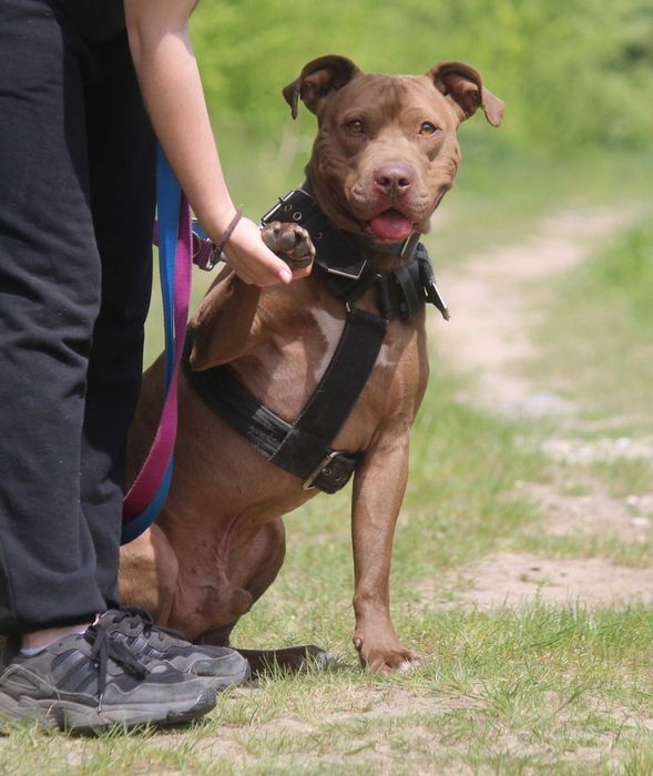 ZIUTEK  w typie pitbull , super pies , ale trzeba go wczesnej poznać