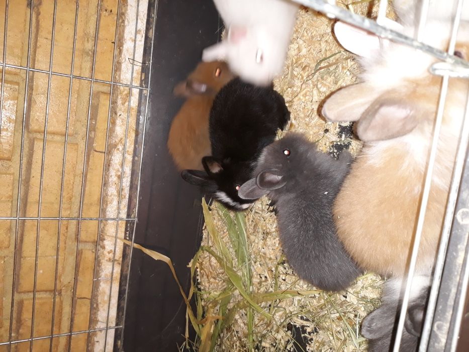 Кролики декоративні