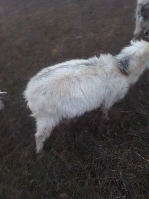 Продам молодых козликов