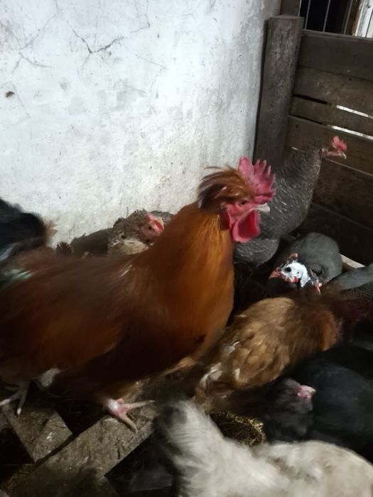 Koguty z wolnego wybiegu