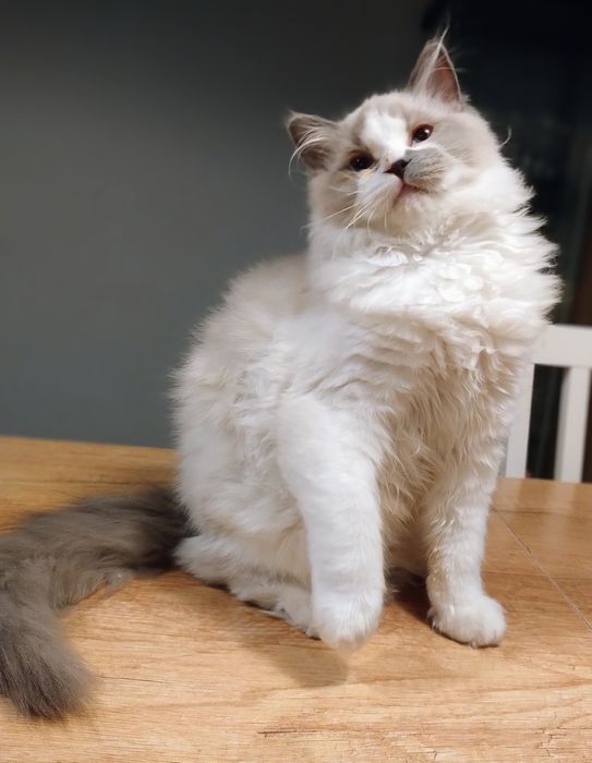 Drako proszę uważnie czytać ogłoszenie