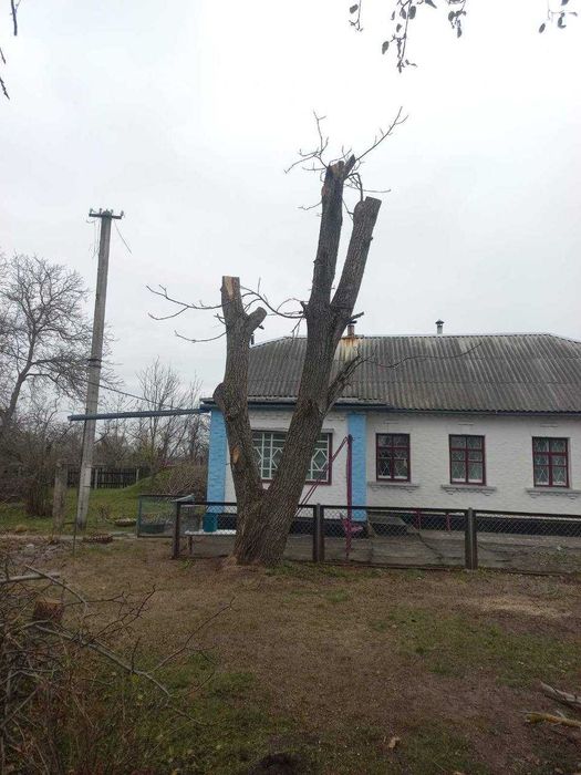 Стовбур горіха (Брусилів)