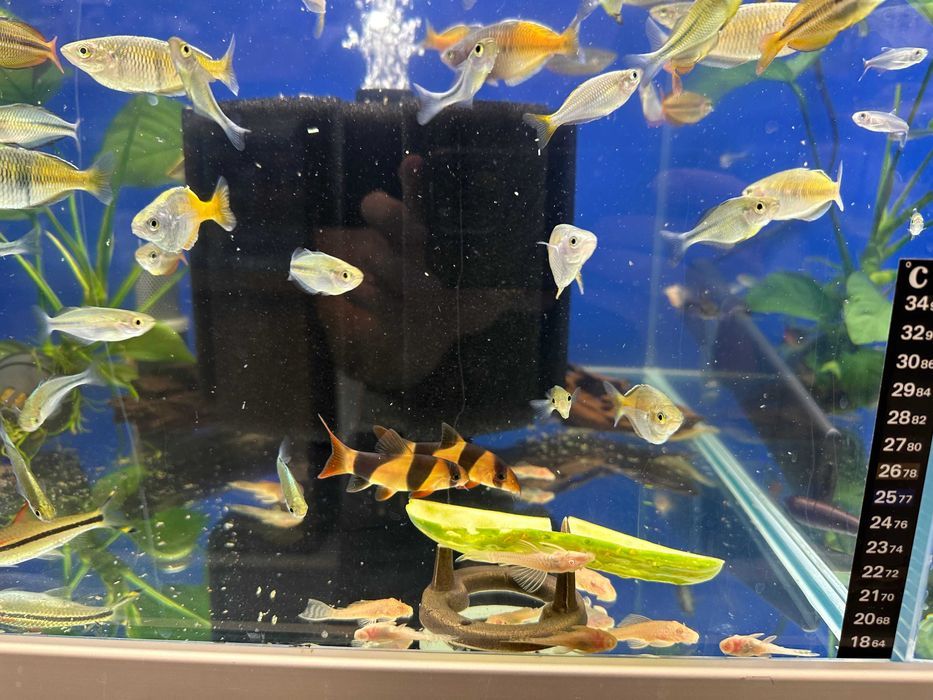 Bocja wspaniała SABA