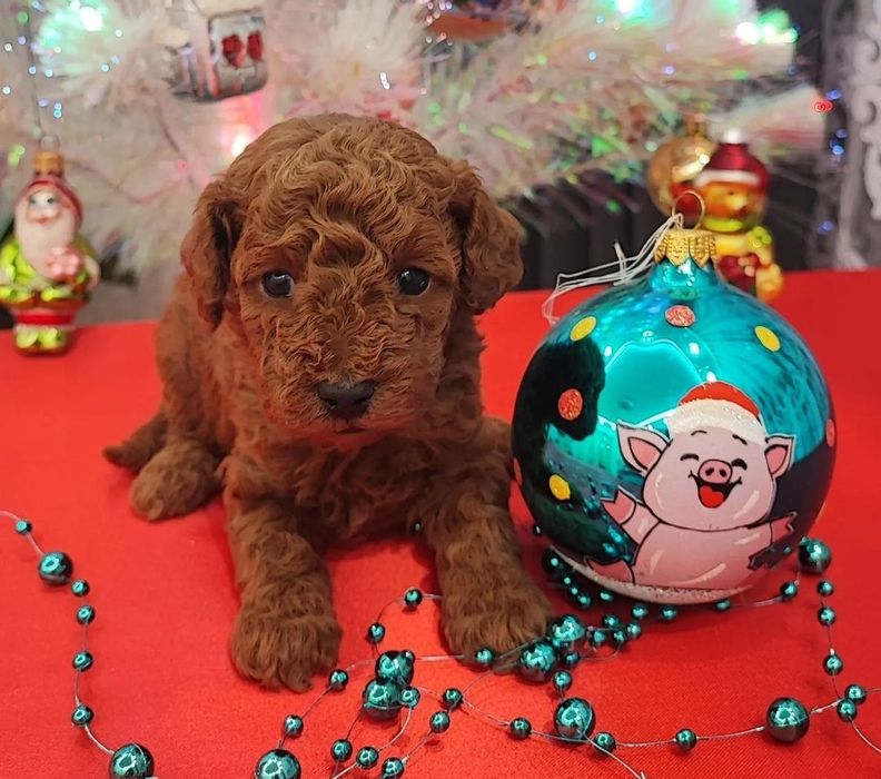 Хлопчик Марсель чекає люблячу родину