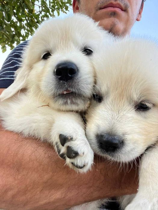 Excelente Fêmea Golden Retriever com LOP