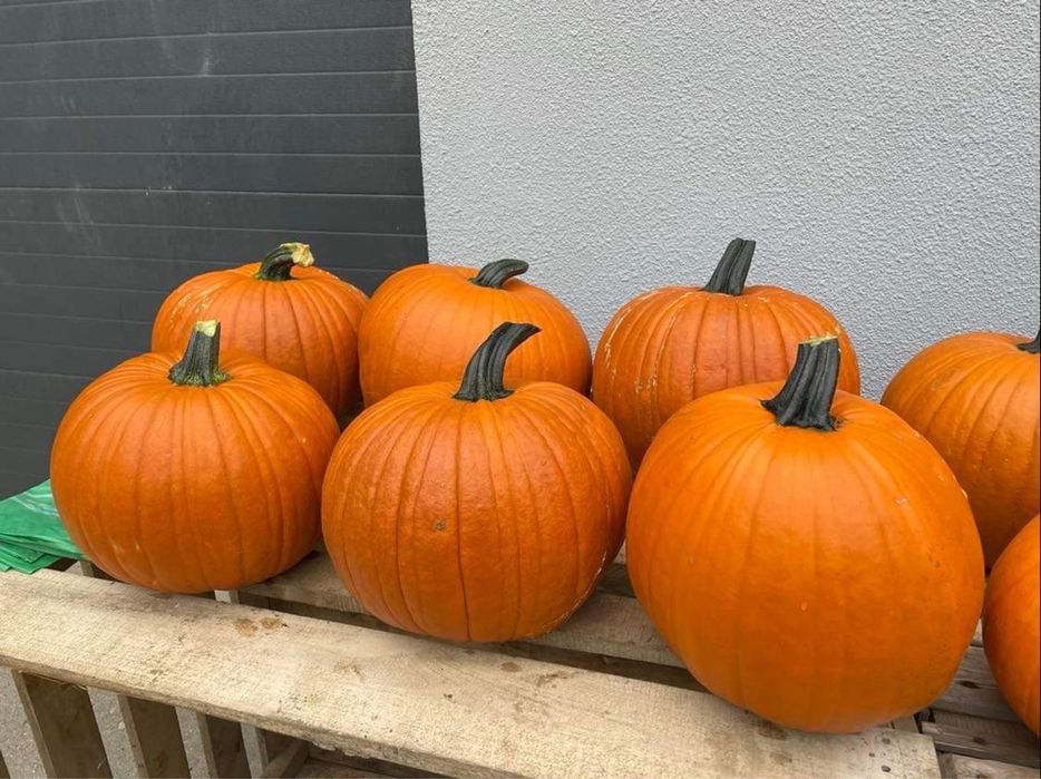 DOSTAWA DYNIE halloween BOO producent  dekoracje HALLOWEN