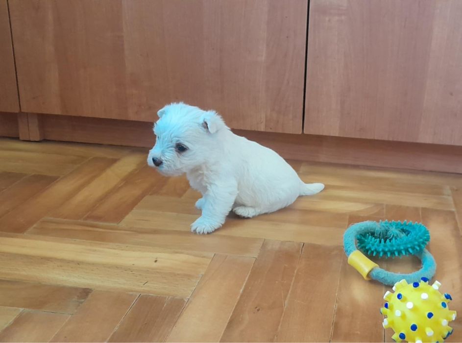 West Highland White Terrier - suczka (szczenię)