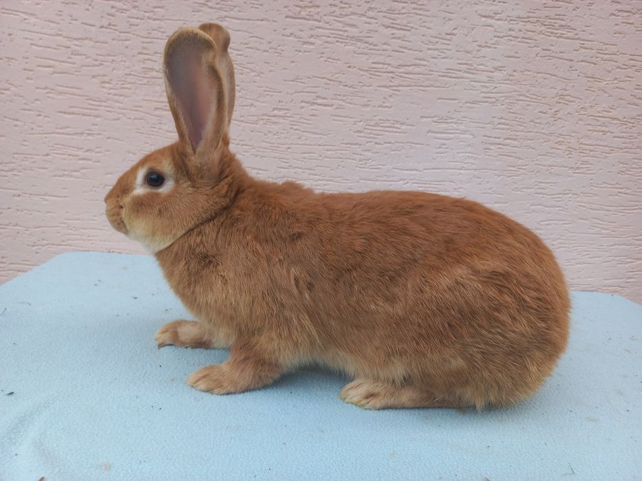 Продам кроликів бургундського породи