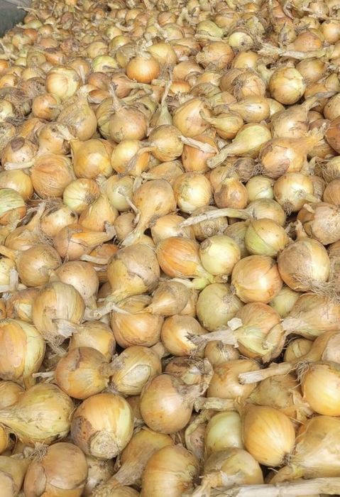 Cebula z siewu zimowego