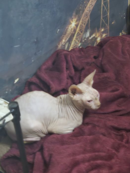 Gatinho com 7 meses