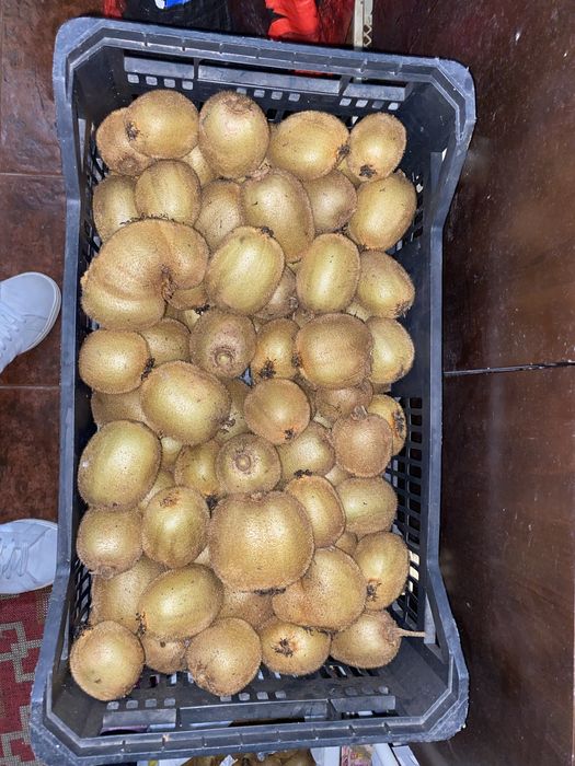Vendo kiwi caseiros