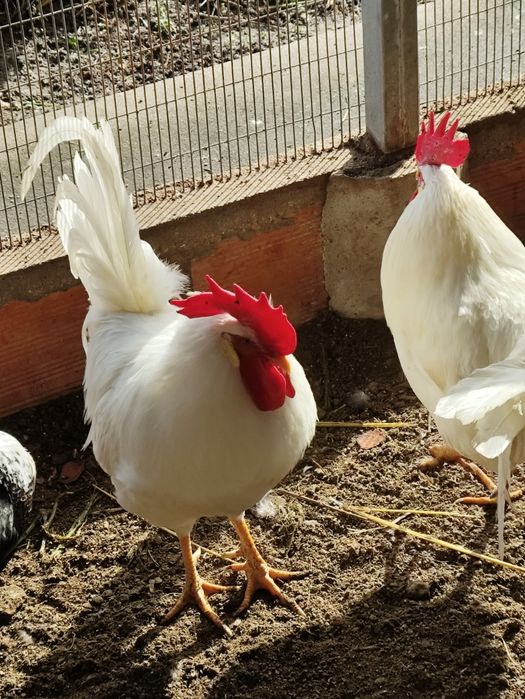 Ovos de leghorn brancas