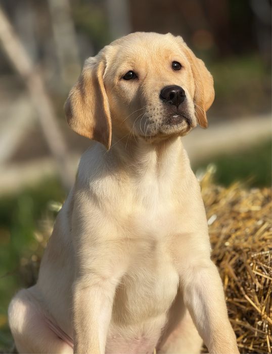 Дівчинка лабрадор ретривер. Метрика КСУ