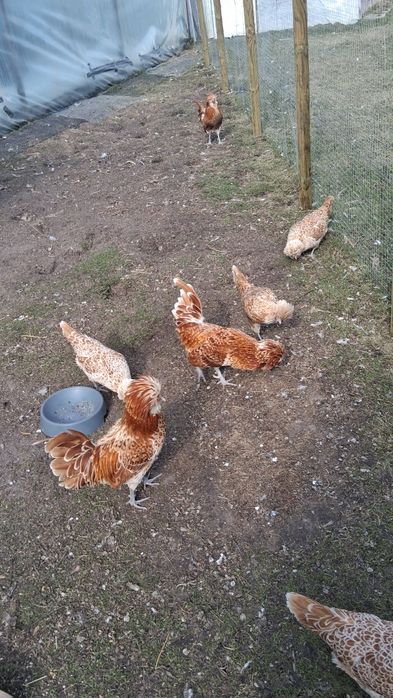 Czubatka wielbłądzia