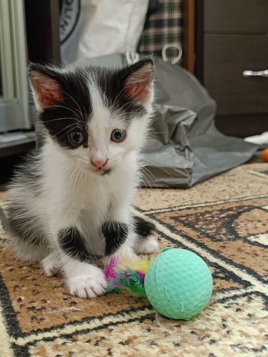 Отдам котенка, мальчик