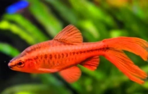 Barbo cereja long fin 3cm
