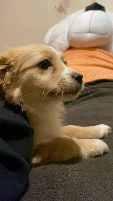 Віддам цуценя(дівчинка)