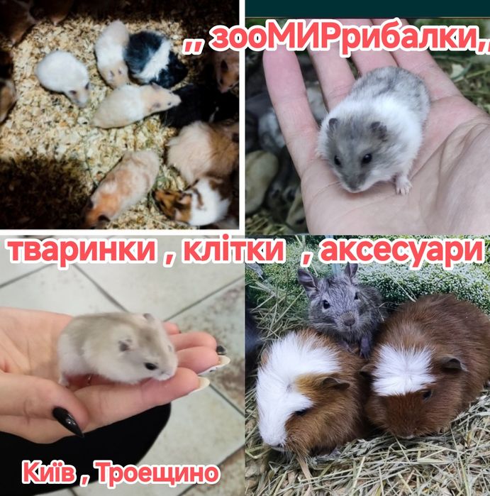 хом'як джунгарський крихітний новорічний подарунок