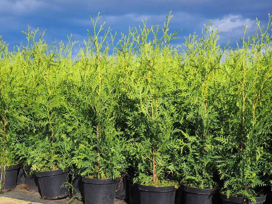 TUJA tuje BRABANT 110-140cm PROMOCJA szkółka Łabiszyn