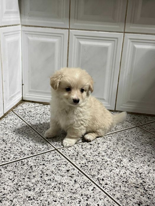 Cão de companhia