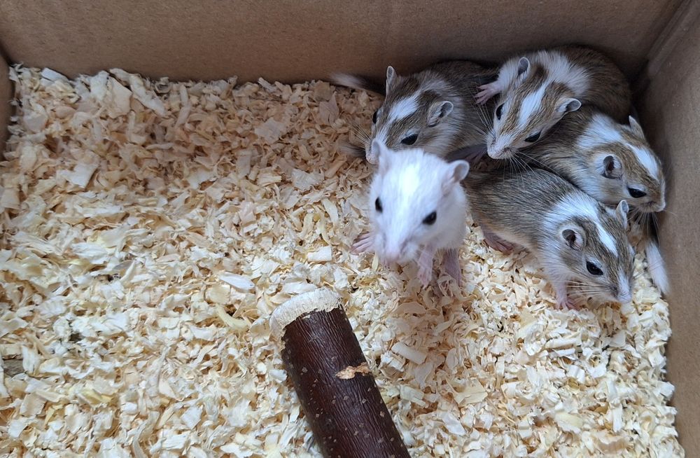 Myszoskoczki samczyki i samiczki.