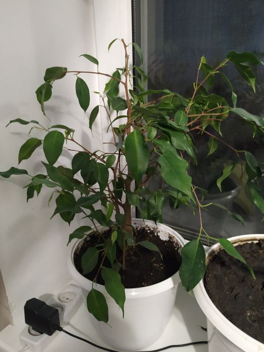 Фикус , комнатные растения