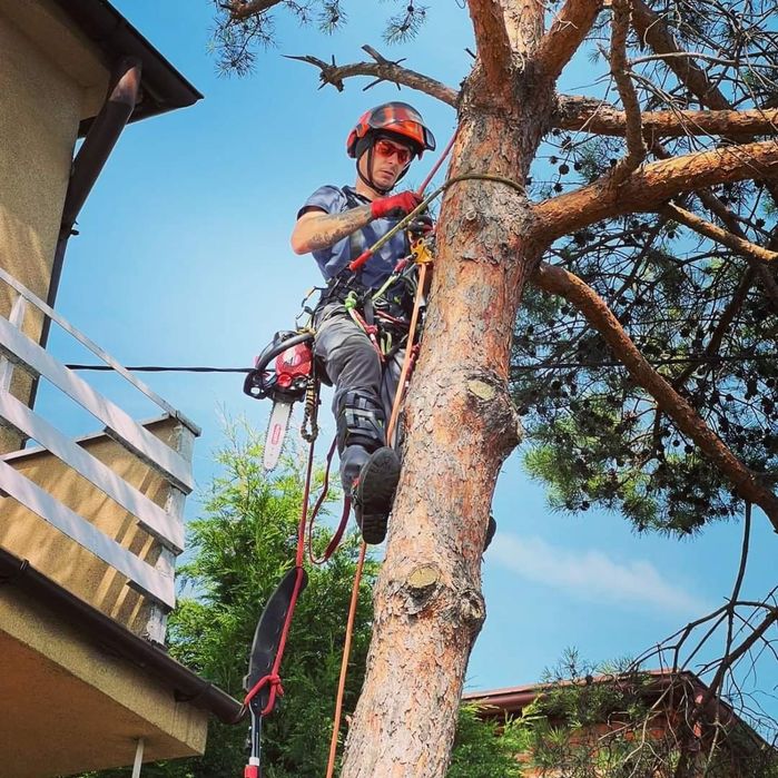 Wycinka drzew, pielęgnacja drzew, pielęgnacja ogrodów. Wlkp.
