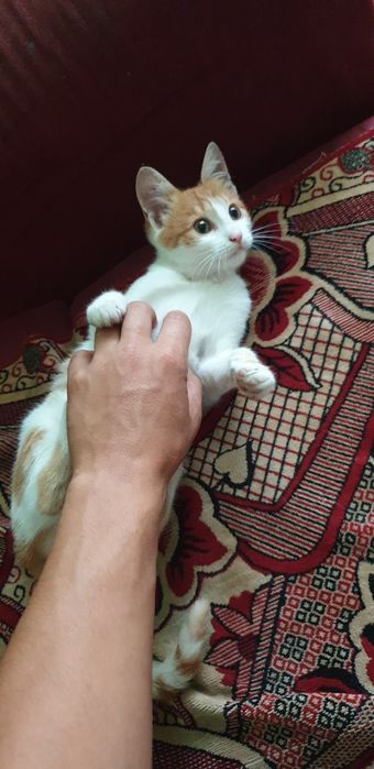 Киця рижо біла (free)