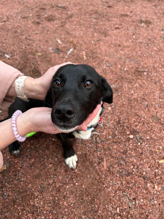 Собачка малої породи в добрі руки