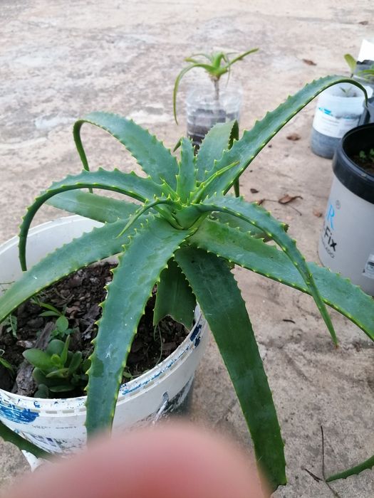 Aloe Vera excelentes