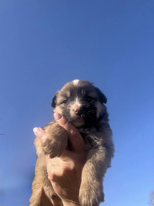 Цуценята безкоштовно