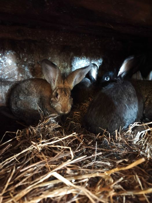 Coelhos   biológicos