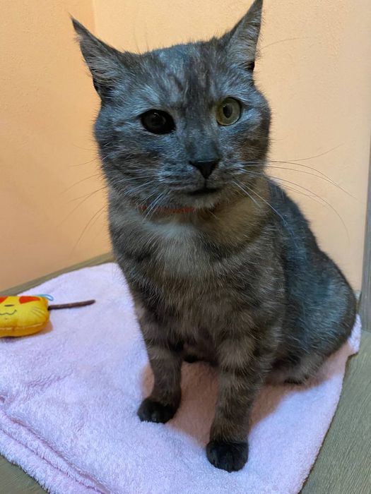 Котик в добрі руки