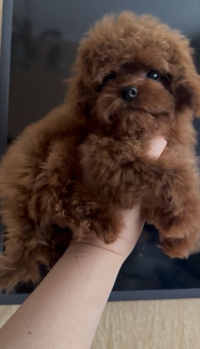 Китайская девочка