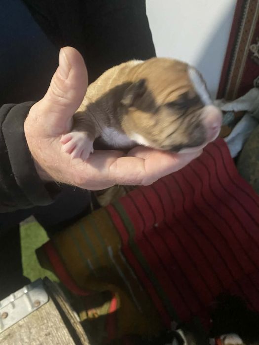 Цуценята Амстаффа Бронь !