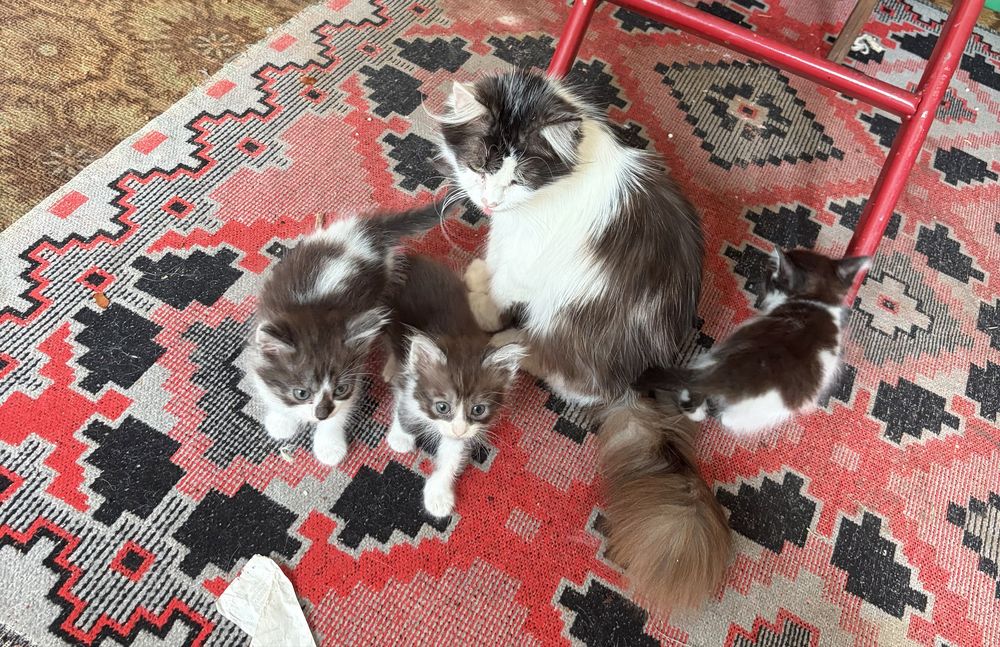 Віддамо кошенят в добрі руки