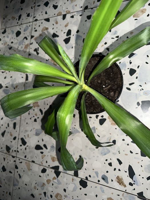 Драцена зелена -кімнатні квіти