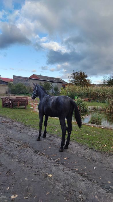 Klacz rasy śląskiej