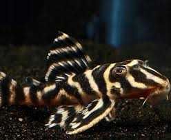 Zbrojnik L199 - Hypancistrus furunculus WF/F0  7cm