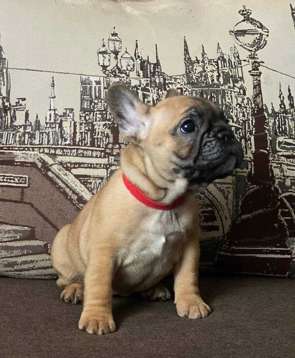 Французькі бульдоги з документами КСУ-FCI