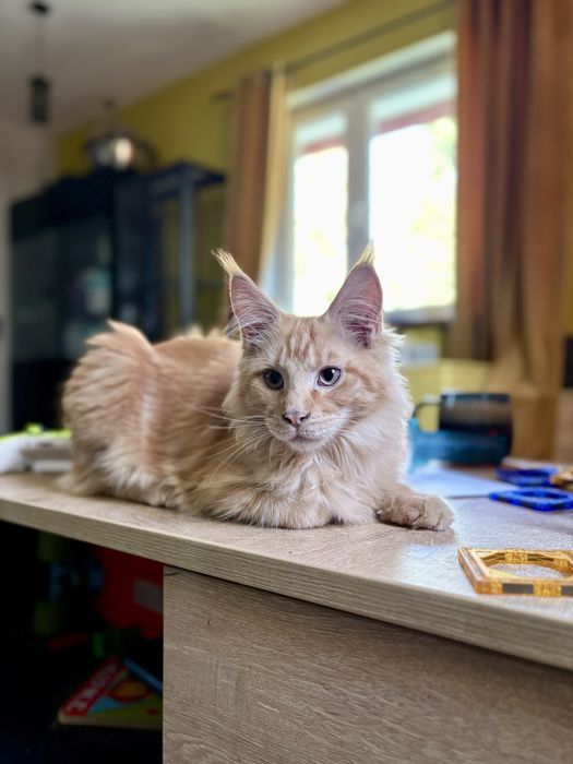 Rudy kocur maine coon