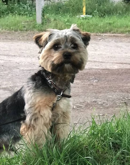 в'язка  красунчика йорка