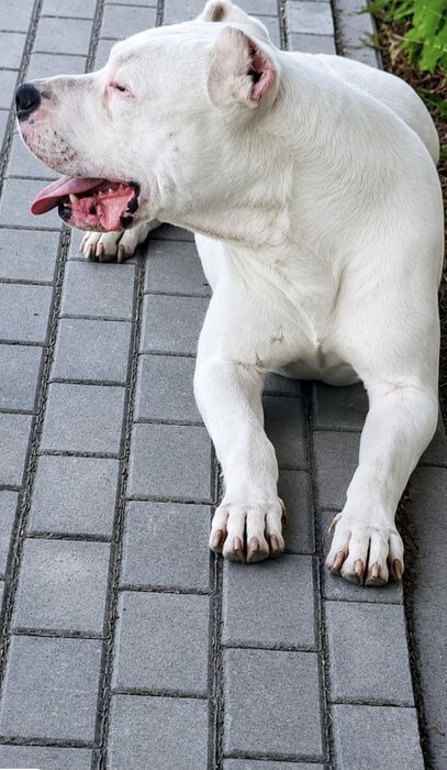 Dog argentynski argentino  suczka szczeniak