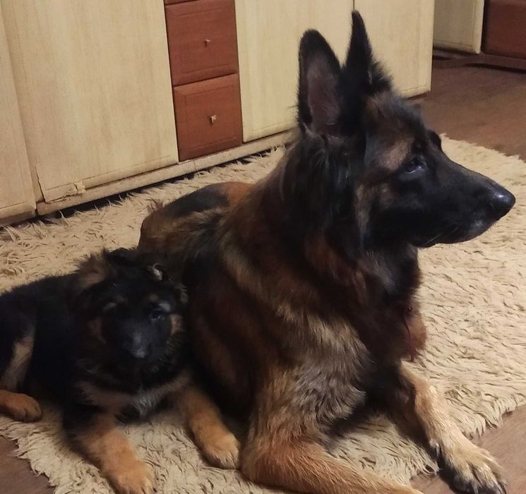 Шикарные щенки с документами.