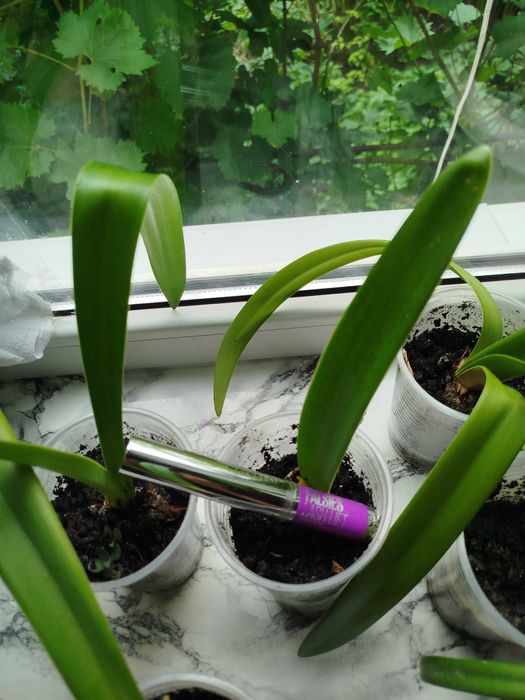 Гіппеаструми Амаранта, Арктік Німф, Канді Квін сортові