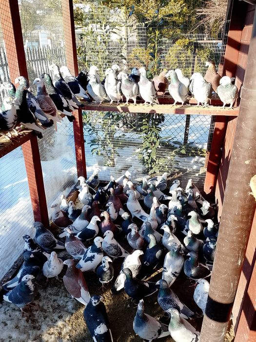 Gołębie Staropolskie