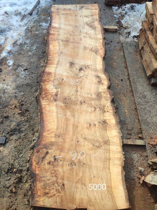 Кап капова тополя