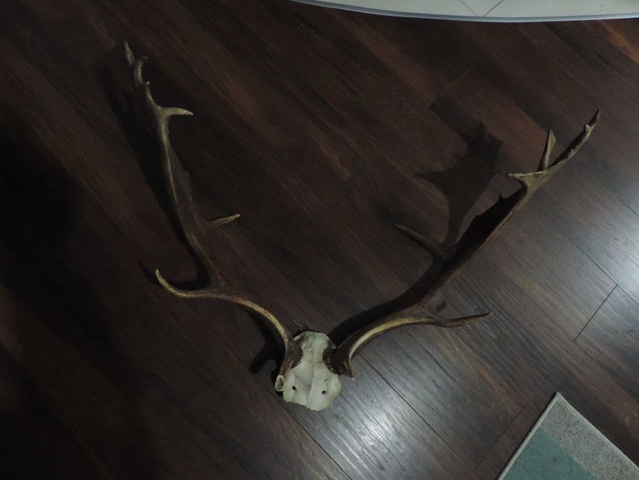 poroże       daniela