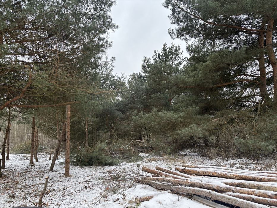 Oddam drzewa za wycinkę!